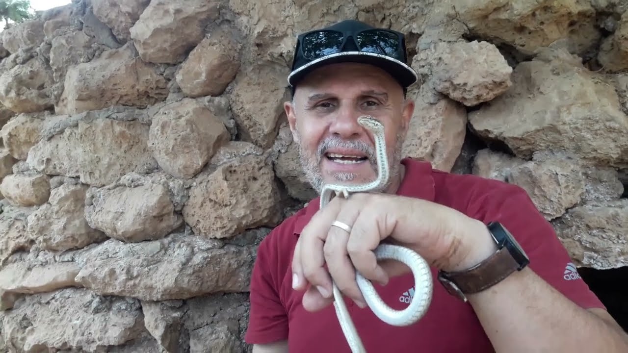 ثعبان الزريق المسالم المعروف لدي المزارعين. أتركوه يعيش فهو غير سامPsammophis