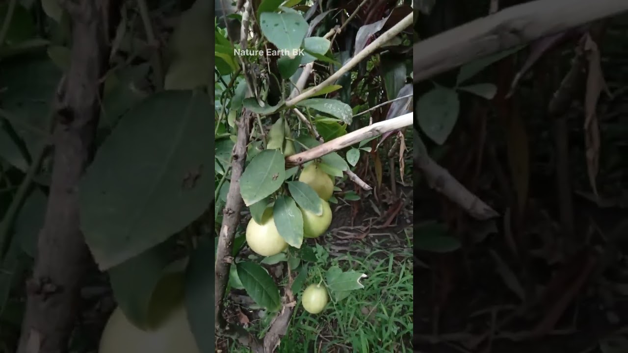 Lime #limetree #fruits #कागजी नीबू #limefruits