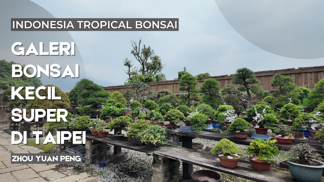 Galeri Bonsai Small yang sangat menawan di kota Taipei,Taiwan