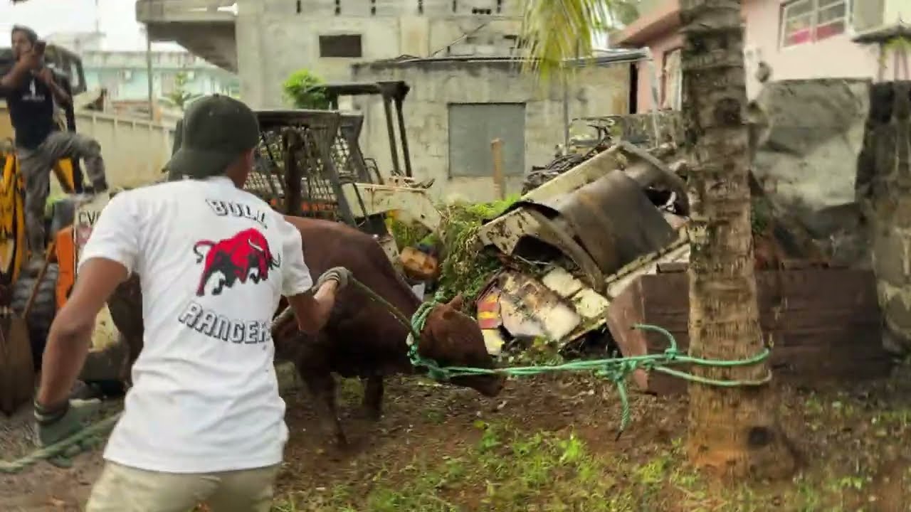 Bakrid 2025 in mauritius Bull Rangers Team