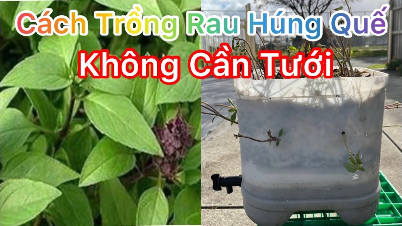 CÁCH TRỒNG RAU HÚNG QUẾ KHÔNG CẦN TƯỚI l CUỘC SỐNG ÚC