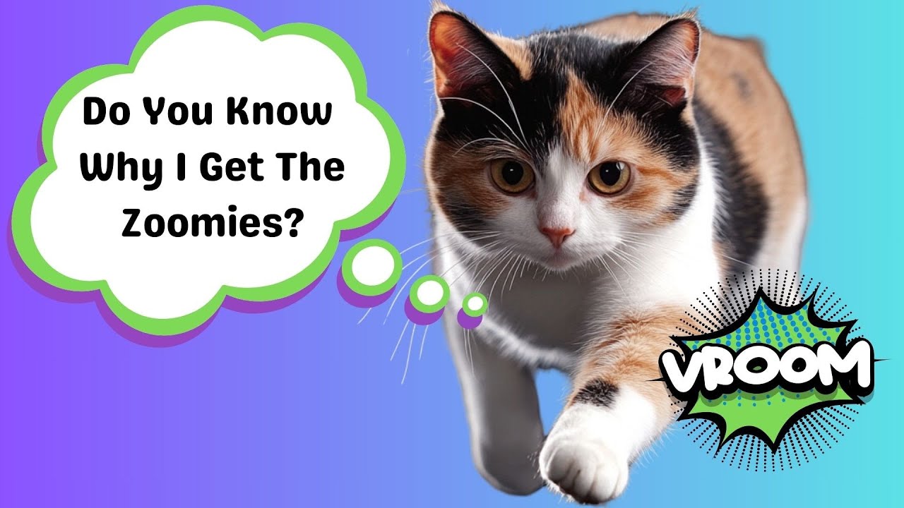 Your Cat Isn't Broken, Here's What's Happening
