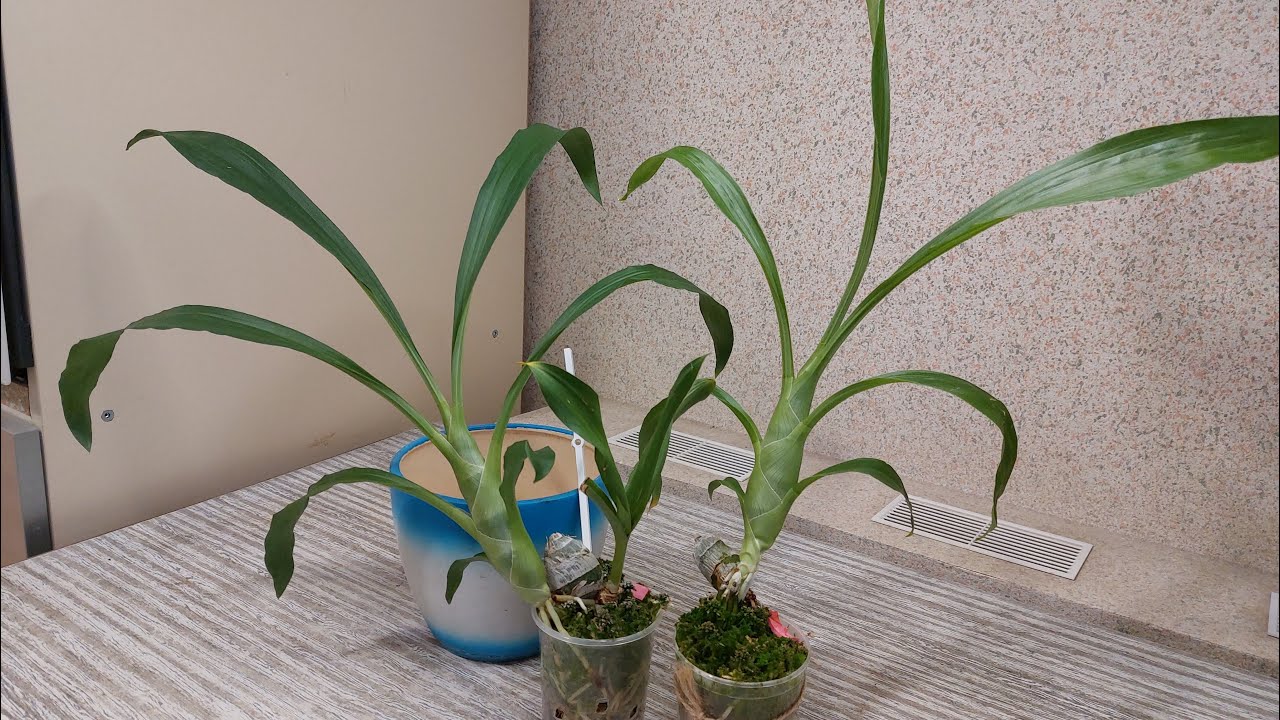 И еще одна адаптация пройдена! Выросла вторая партия морковок от BBB orchids. Орхидея катасетум.