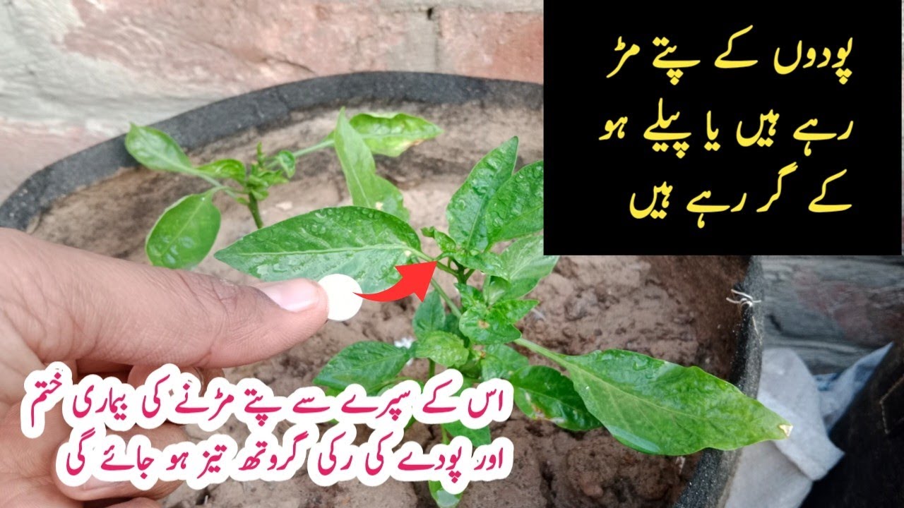 Leaf curl Disease solution in 2 minutes ||