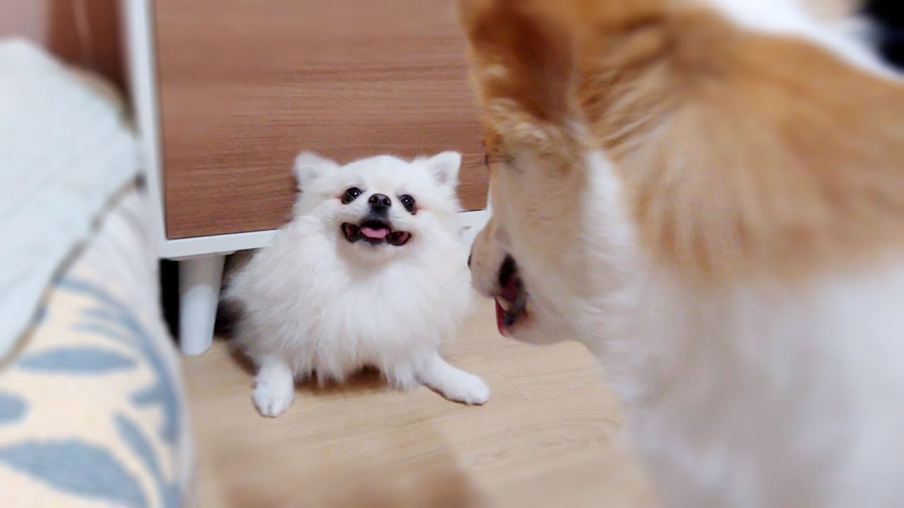 [레전드] 포메와 웰시코기의 티키타카 [Legend] The Dynamics of Pomeranian and Welsh Corgi ｜ Cute ♥ Funny dog Video