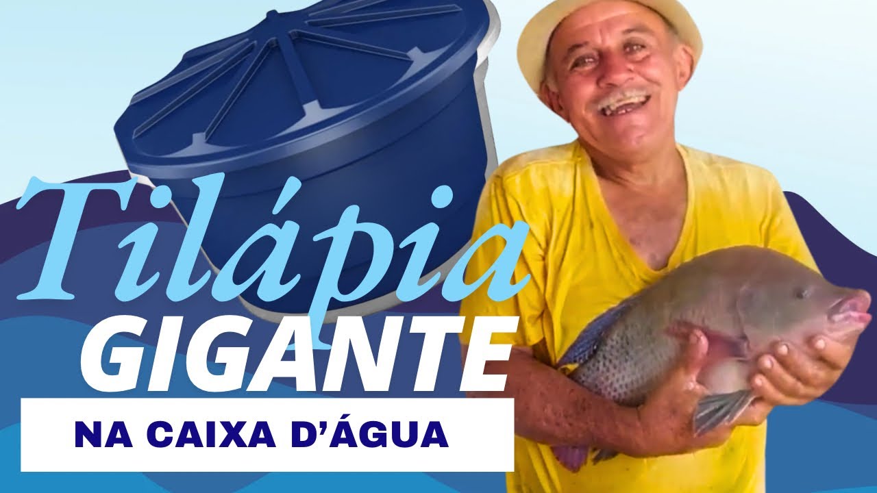 Criação de Tilápia Gigante em Caixa D'água  - Os Peixes estão enormes!