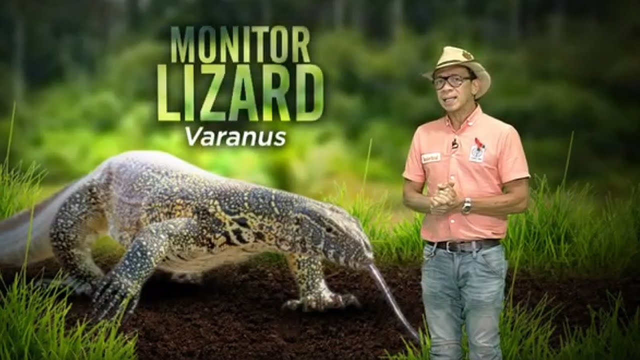 Philippine Monitor Lizards, nanganganib ng maubos | Kaunting Kaalaman