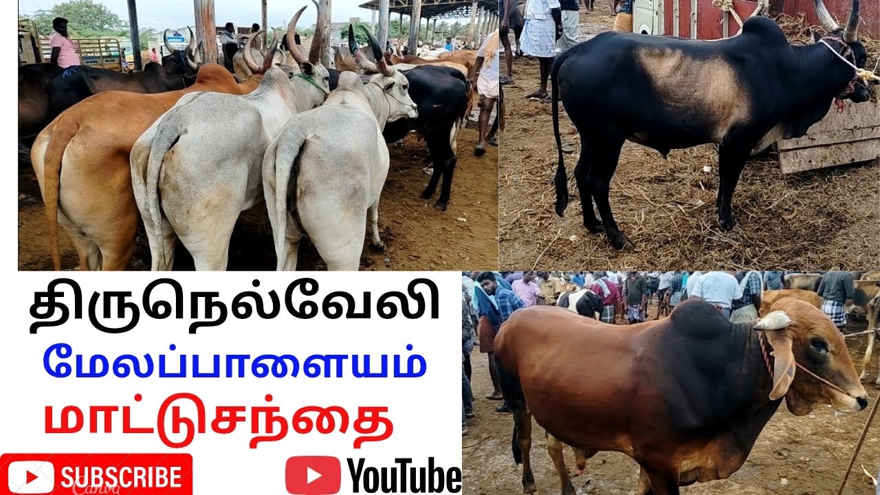 @ திருநெல்வேலி,மேலப்பாளையம் மாட்டு சந்தை. 26.1.26.நிலவரம்.