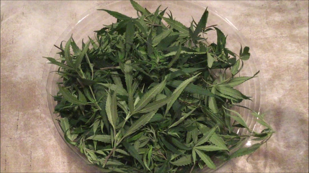 Lollipopping & Trimming, iPlantop 1500w LED Blue Dream Grow Series Part 05