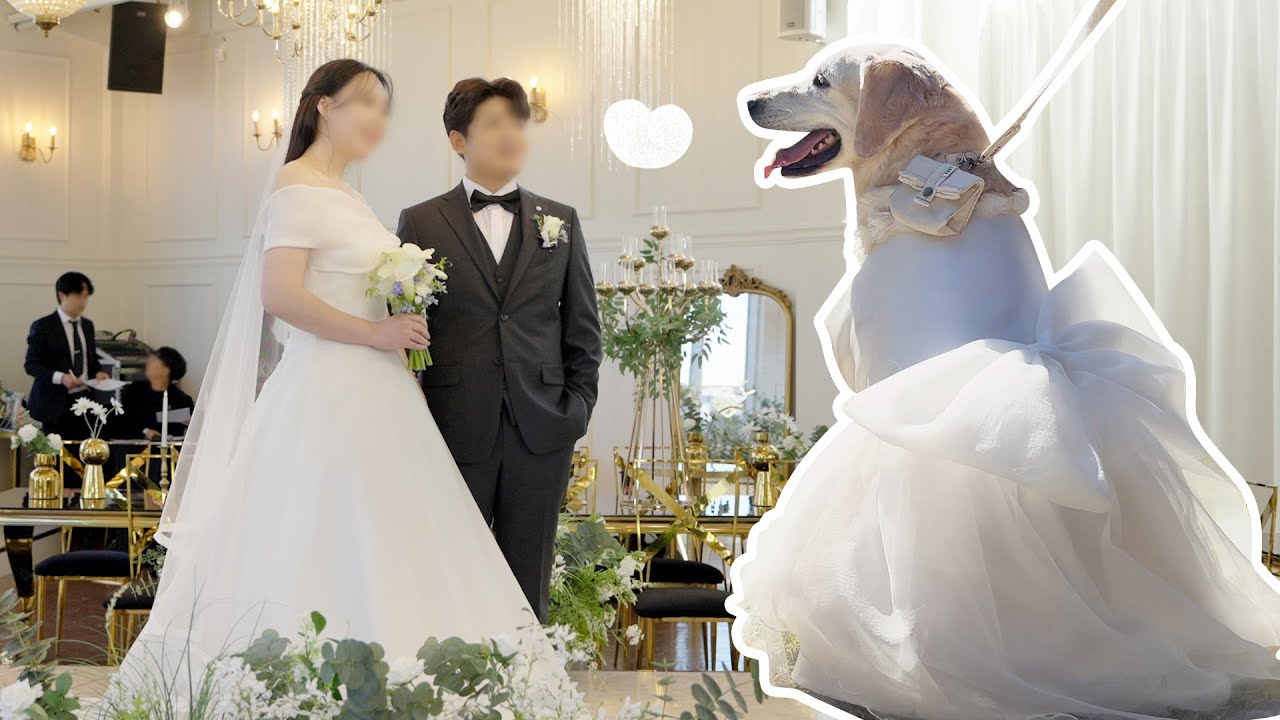 결혼했습니다... 말썽쟁이 대형견에게 화동을 맡기면 생기는 일...ㅎ