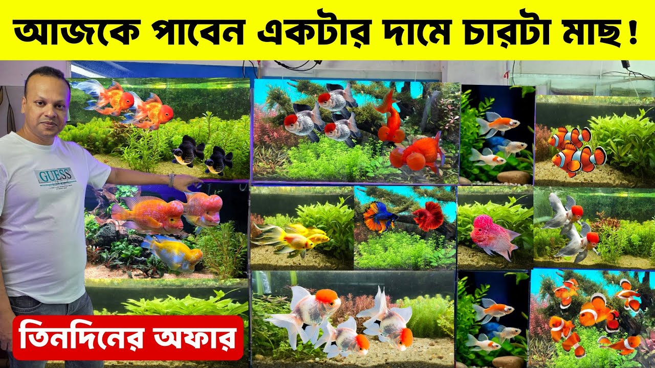 Aquarium Fish Price In Bangladesh 2025🐠Aquarium Fish Price | Aquarium | Aquarium Fish Price In BD🐠