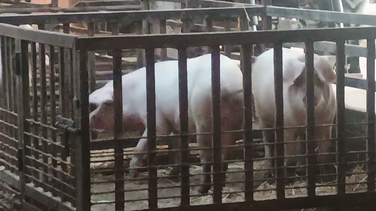 Rujetul la porci – explicat simplu, fără povești