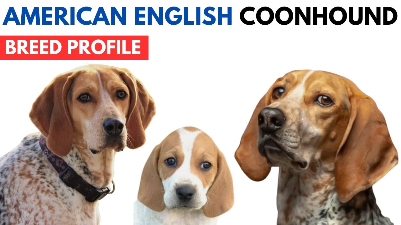 American English Coonhound Breed Profile History - Price - Traits - English Coonhound Grooming Needs
