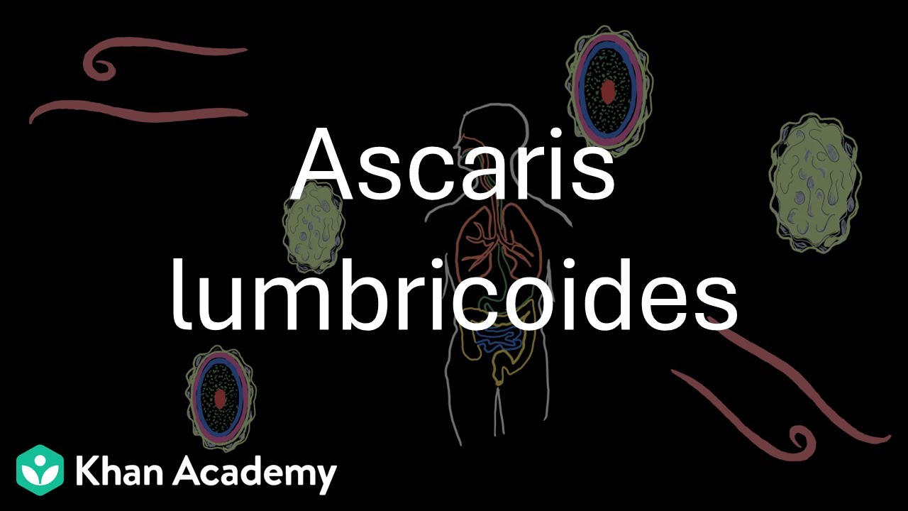 Ascaris lumbricoides | Биология в сфере благополучия человека | Зоология | 11 класс | Телангана |...