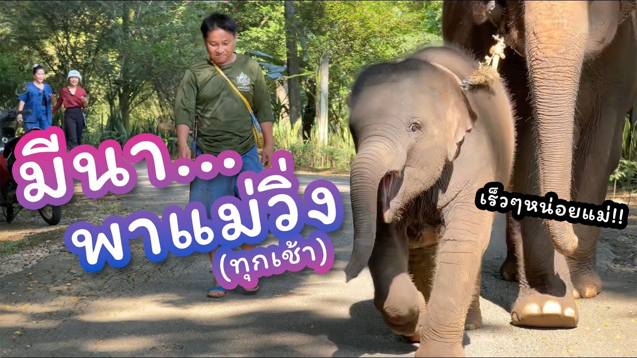 ตามติดชีวิตช้าง Daily Live 21 พ.ย. 2567 มารอดูหนูมีนาวิ่งยามเช้า
