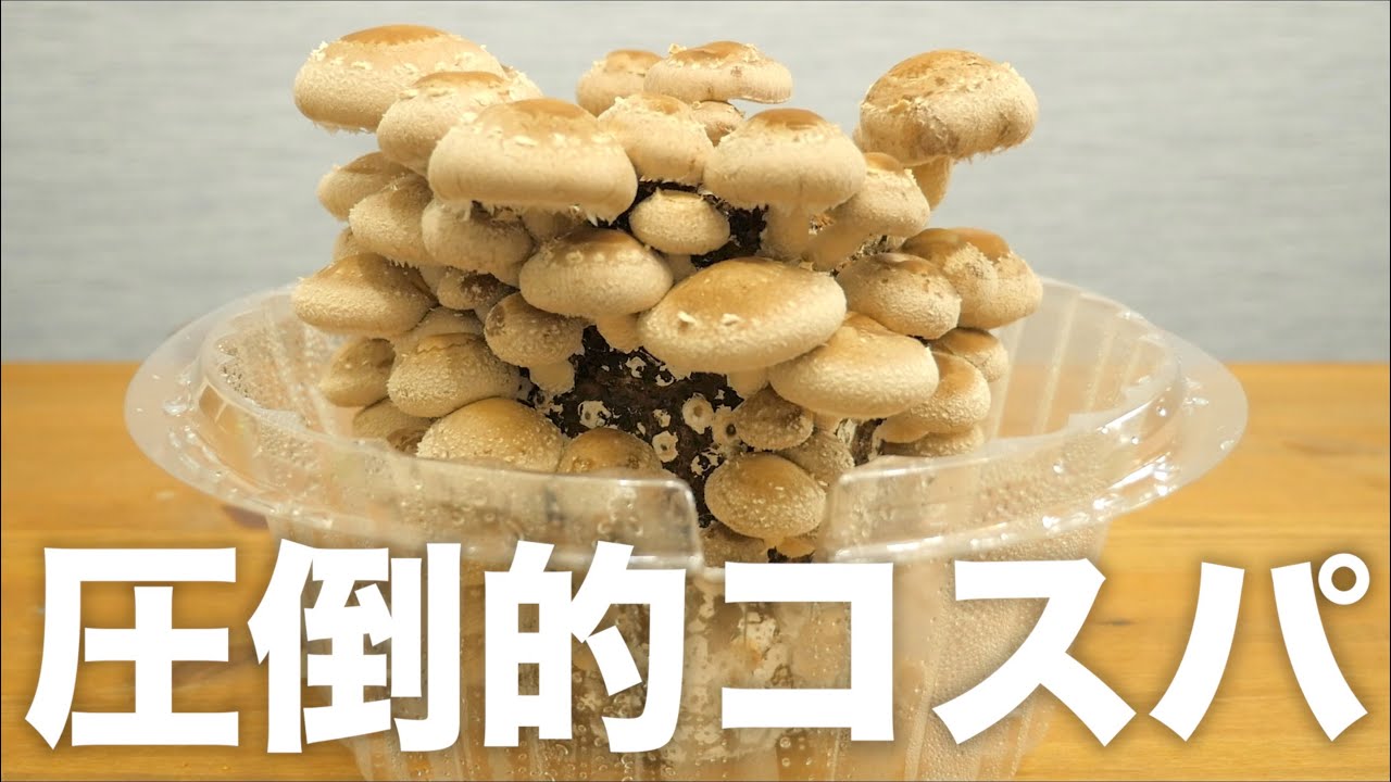 自宅で椎茸を栽培したら○○○個以上とれました｡【もりのしいたけ農園】