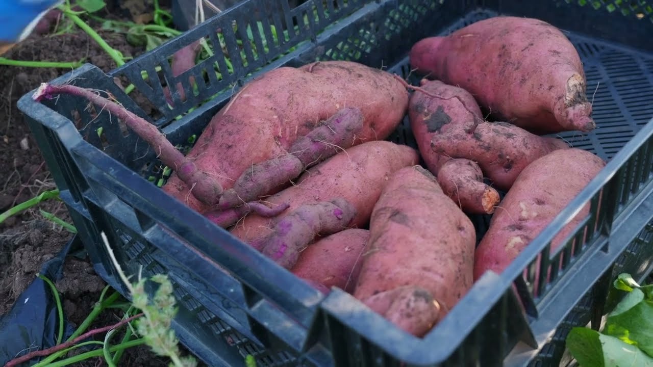 COP 2025 (Var) : Des exemples réussis en restaurations