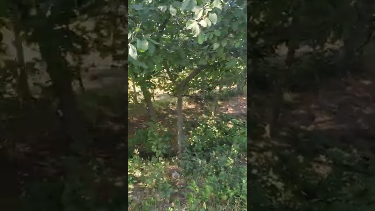 Недвижимость в Грузии! Срочно земля в Марнеули шулавери !