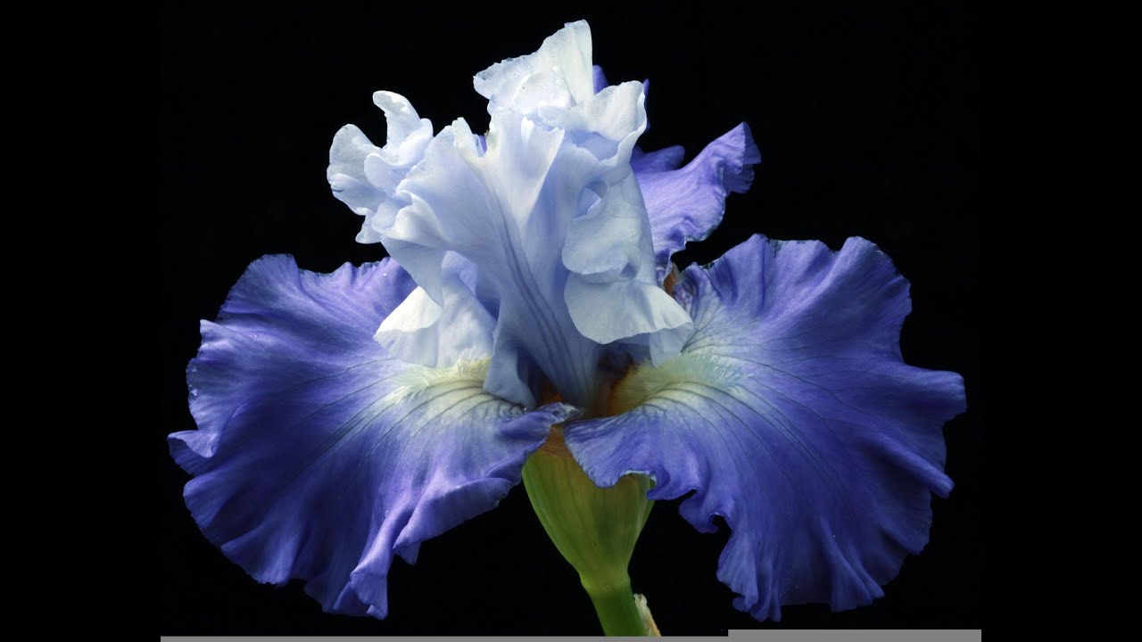Oil Painting & Stuff: Blue Iris