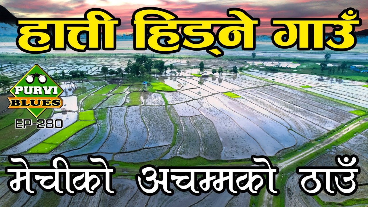 मेची किनारको हात्ती हिड्ने गाउँ । यसरी स्थानियहरू पछि लाग्छन हात्तीको  Bahundangi Jhapa Mechi River