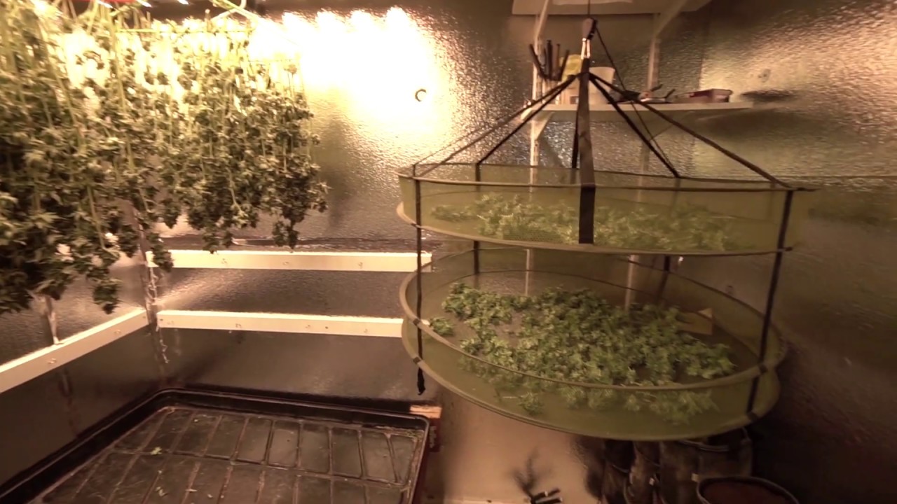 LED Grow Week 8 Harvest | Early Harvest