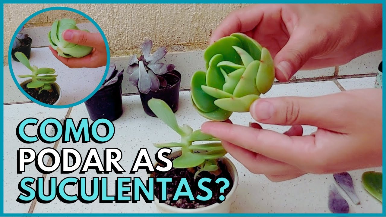 COMO E QUANDO PODAR AS SUCULENTAS?