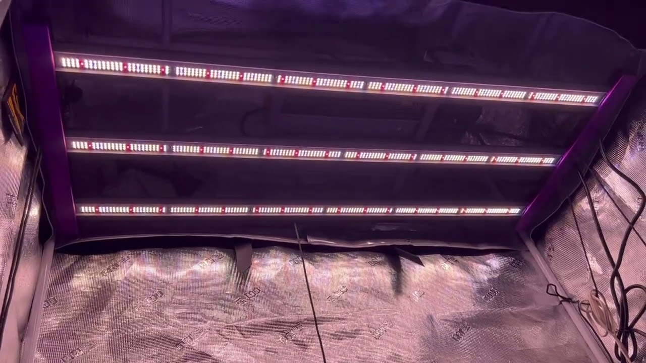 Grow Strong Cup Update:Lotus Nutrients review and Kind LED grow Lights X80 review!