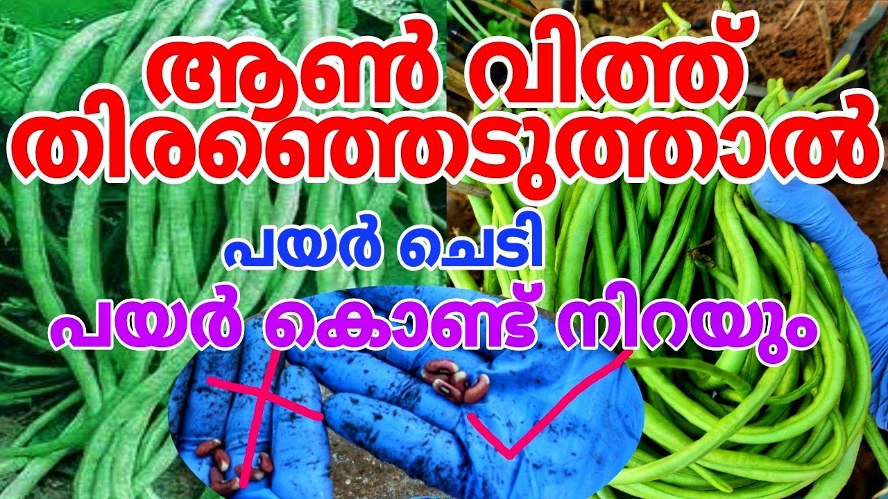 മണിക്കൂറുകൾ കൊണ്ട് റിസൾട്ട് കിട്ടാൻ | Payar krishi in malayalam
