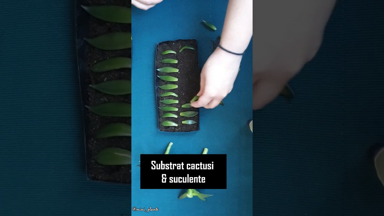 Cum poti "repara" o suculenta inaltata? 🔆 Echeveria etiolata 😭 Inmultire suculente prin frunze