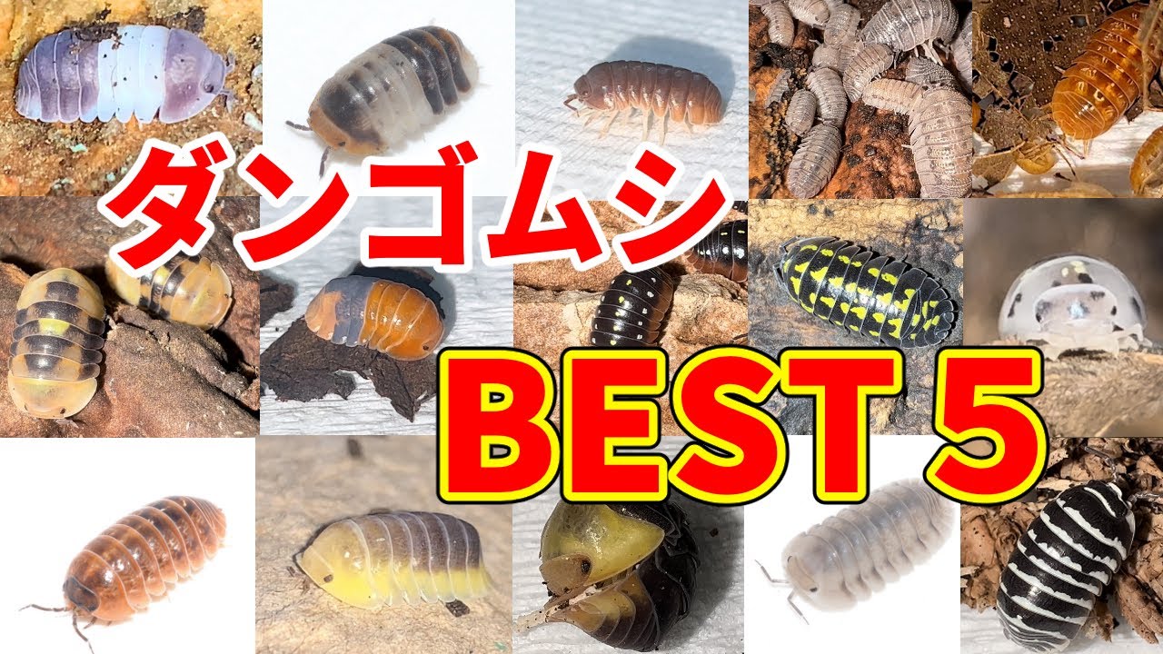 虫と暮らす男が選ぶおすすめのダンゴムシランキング