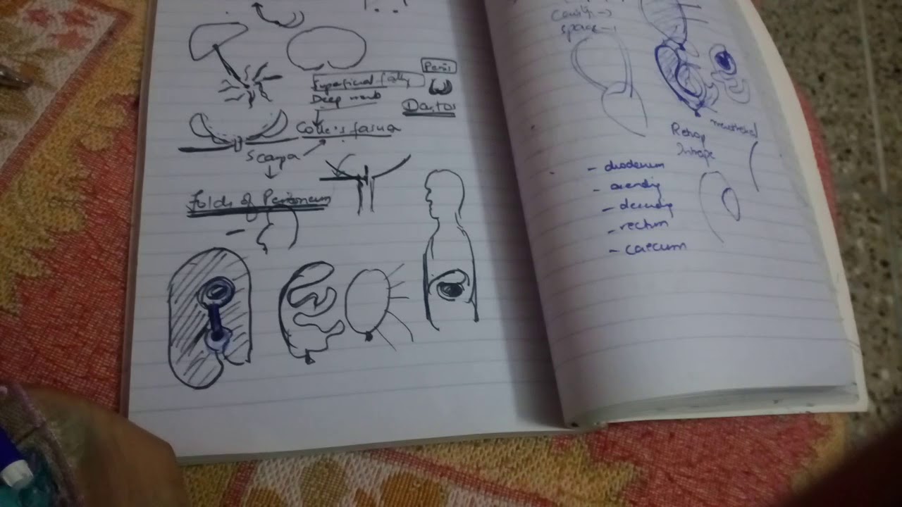 GREATER and lesser OMENTUM of ABDOMEN in easiest way part 1