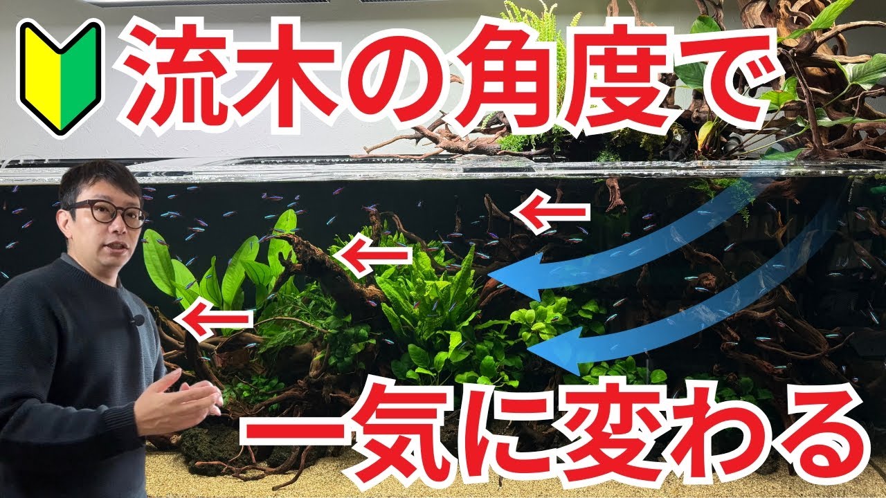 【初心者は必ず見て下さい!】これ知らないとカッコいい水槽作れないので、教えます