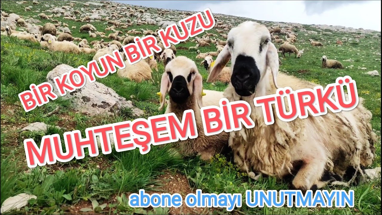 Bir koyun bir kuzu divane durdu ( sefil baykuş )   TARIK KARA