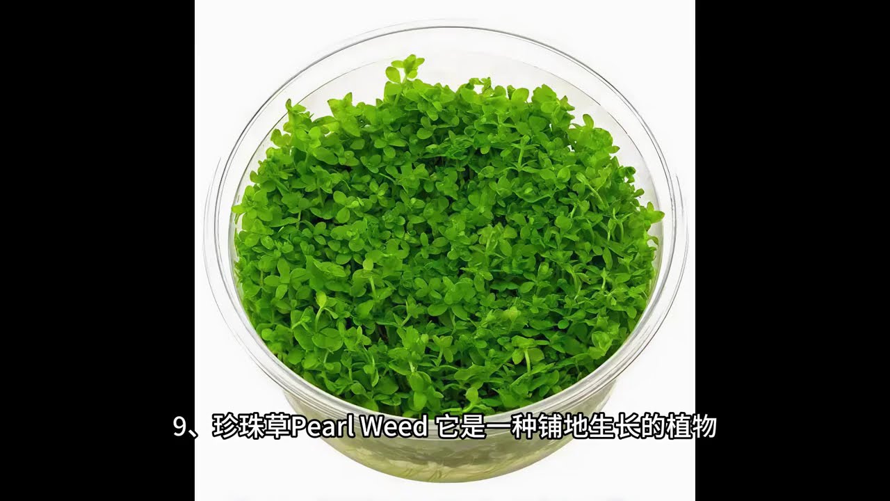 弱光也能活！20种最佳低光照 水族箱植物简介 今天为大家盘点 20种经过实测的最佳弱光水族箱植物：不管你要铺前景草坪、搭中景层次，还是撑背景绿意，不管是小型缸、低技术设备，还是怕麻烦的新手，都能在这里