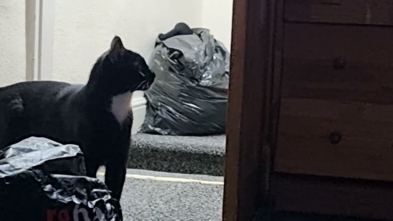 Playing around in the messy room ##cat #kitten oreo and pingu
