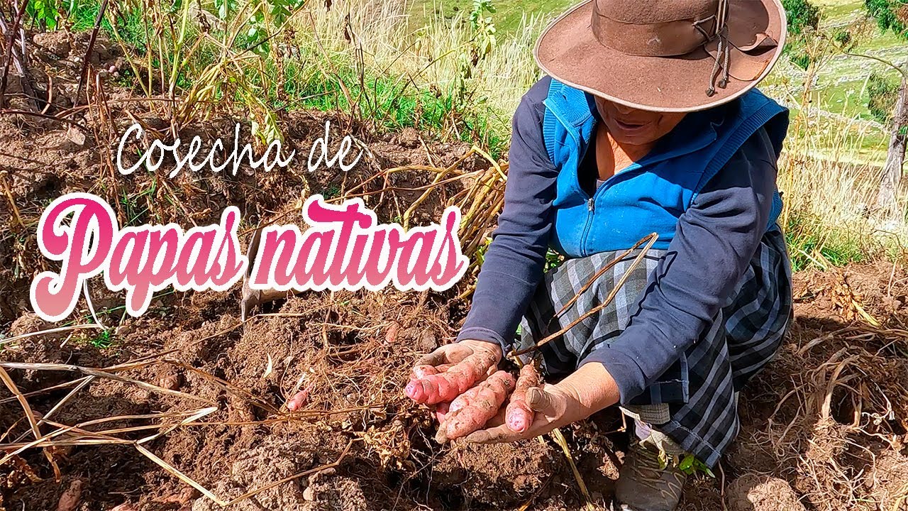 Conoce la cosecha de las #PAPAS #nativas mas deliciosas en Antabamba #apurímac
