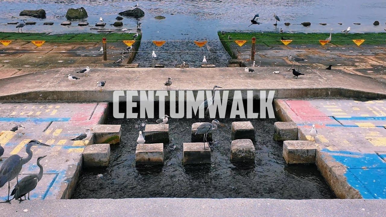 Seabirds Gather at Gwangalli Millak Waterside Park | Unique Scene in Busan (Herons, Seagulls ...)