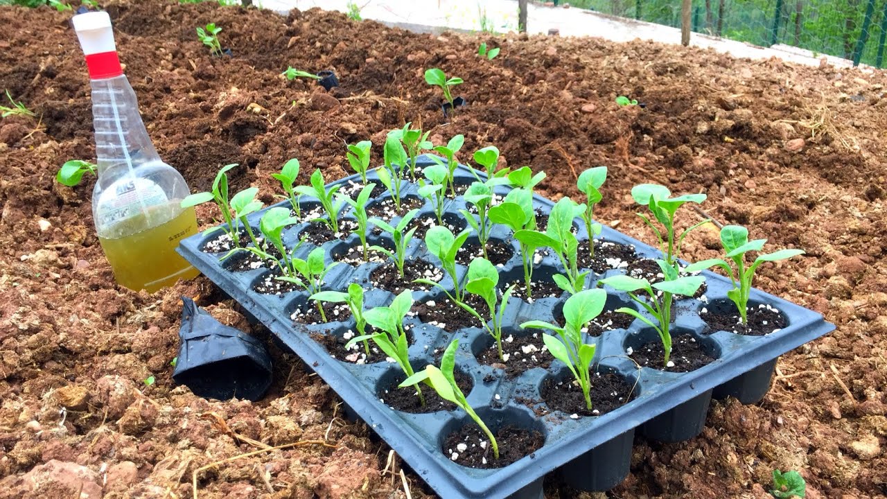 Patlıcan Bahçeye Ve Balkona Nasıl Dikilir 🌱 Püf Noktaları Ve Uygulaması İle 🌱