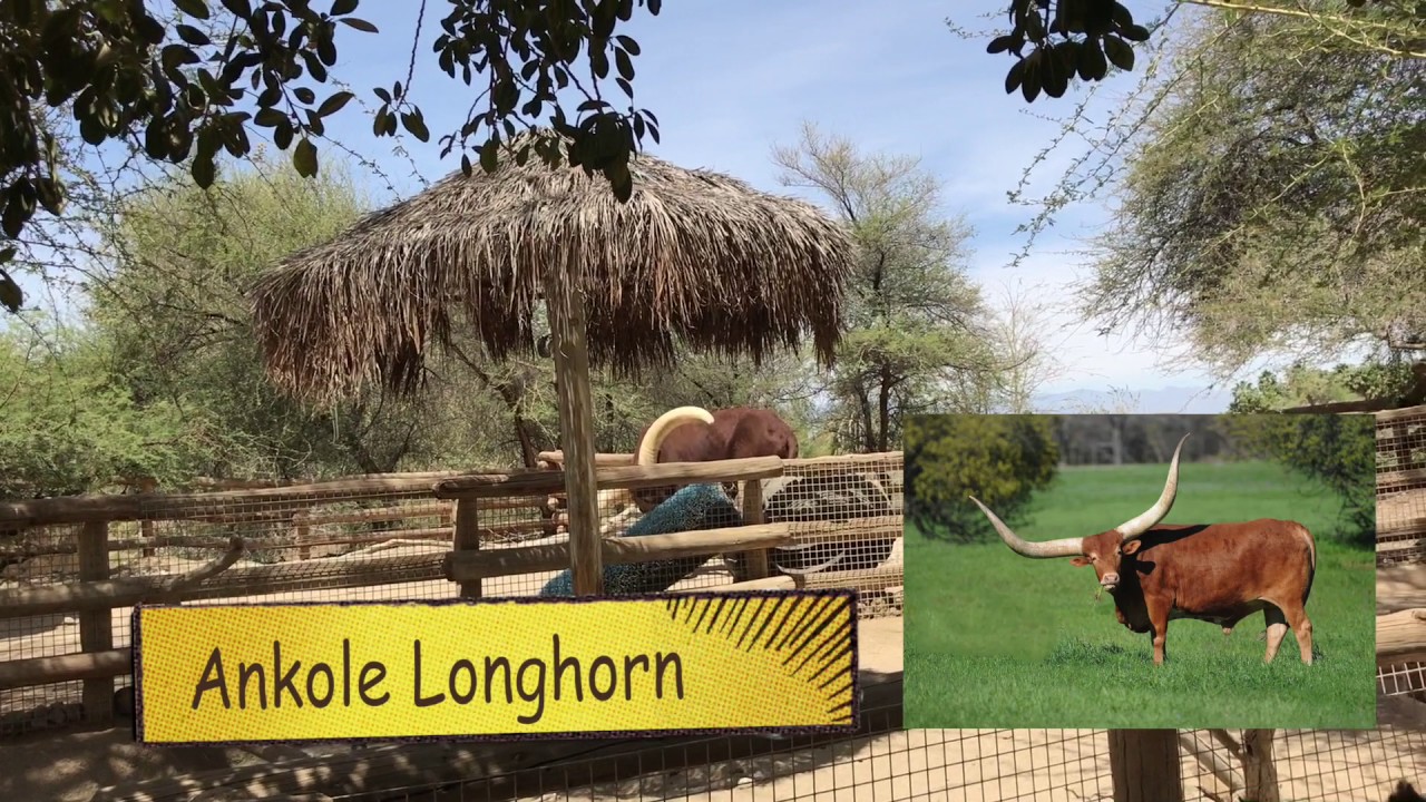 Living desert zoo. Adam see the Jaguar, Giraffe feeding, Wolf, Camel ride and Cheetah run!