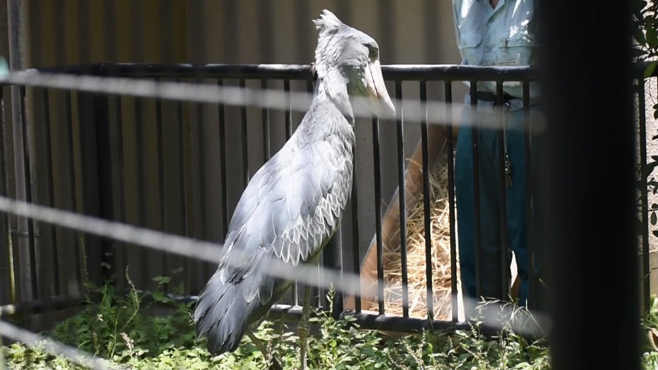 ハシビロコウしずか 飼育員さんを追いかける／千葉市動物公園
