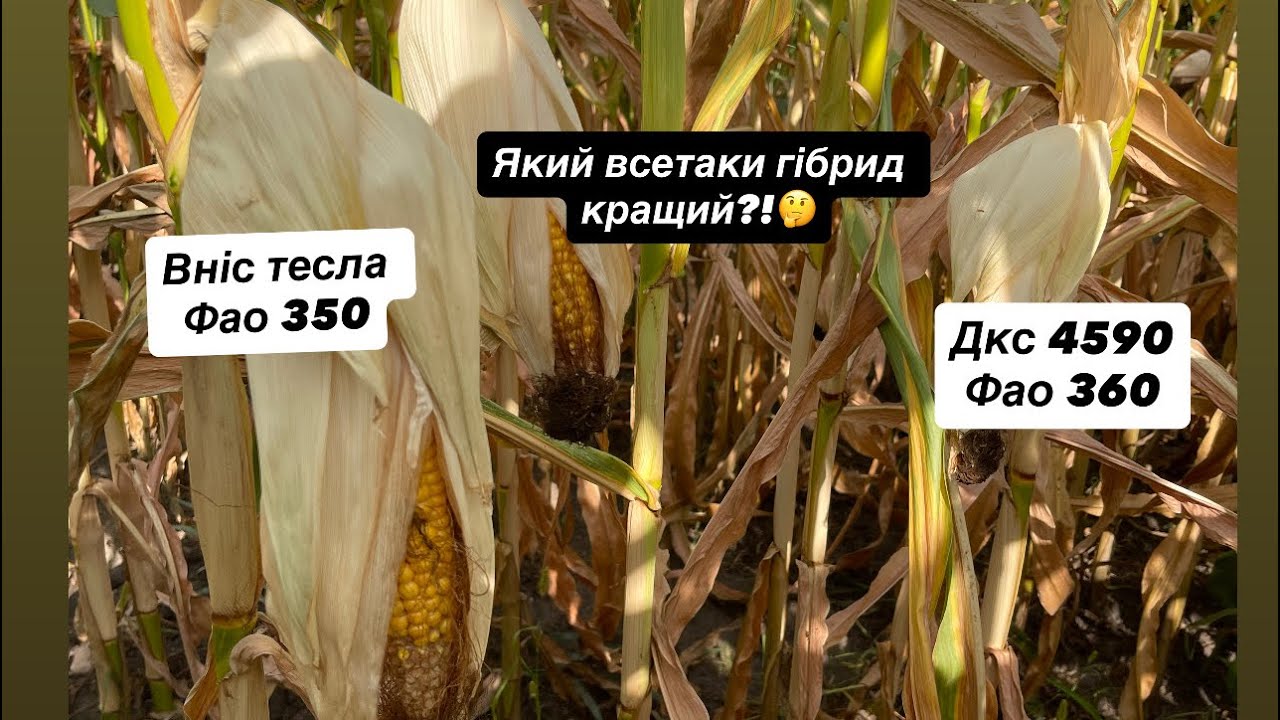 Жнива кукурудзи 2025 на носі🤯 Який гібрид всетаки буде кращим?! Ранні посіви це дійсно сила💪 