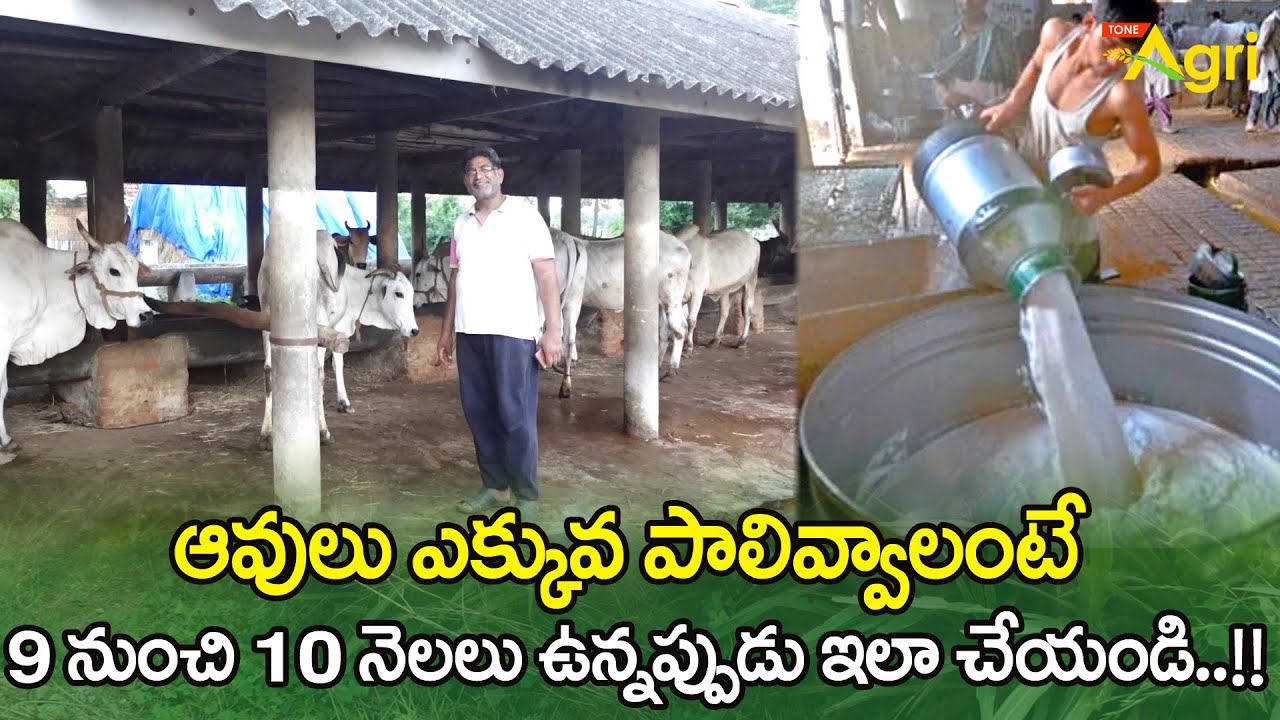 Ongole Cow Milk | ఆవులు ఎక్కువ పాలివ్వాలంటే 9 నుంచి 10 నెలలు ఉన్నప్పుడు ఇలా చేయండి..! Tone Agri
