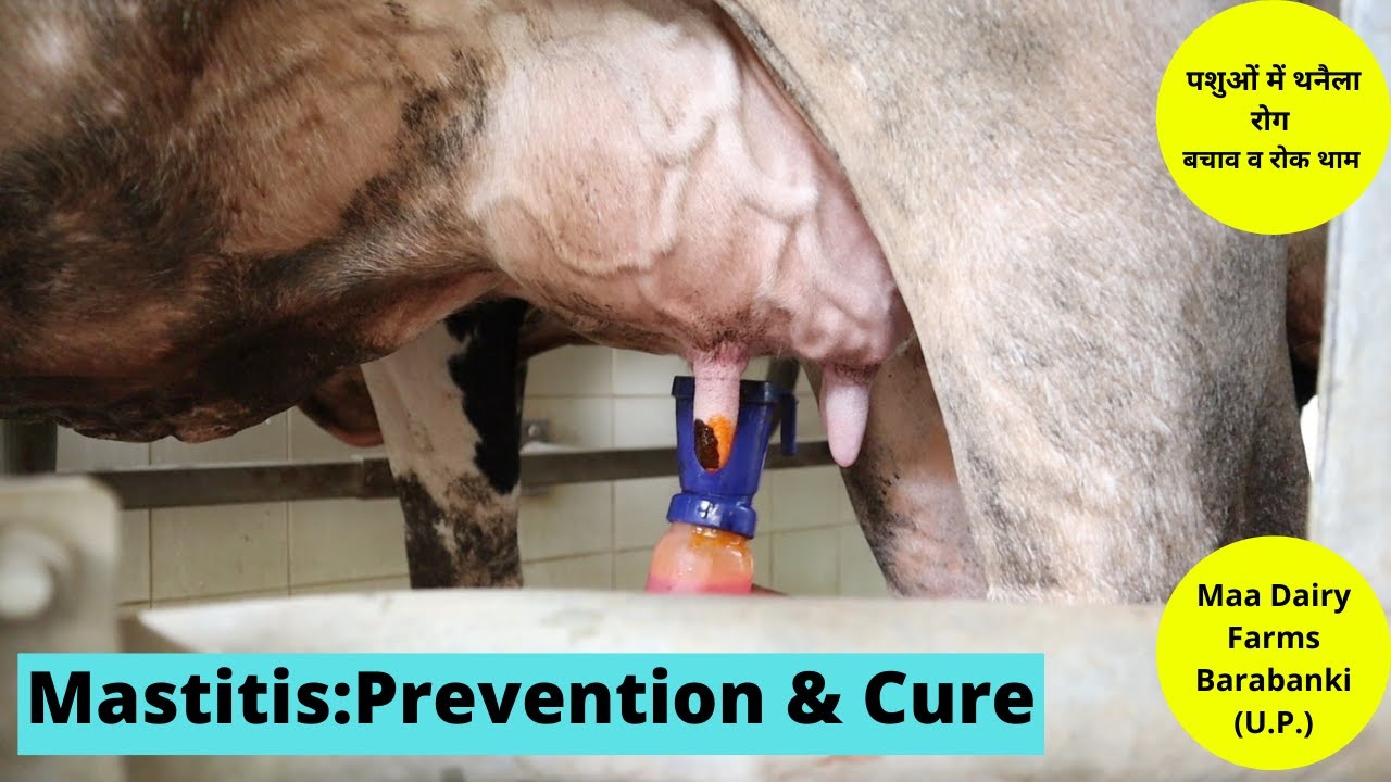 Mastitis : Prevention & Treatment || पशुओं में थनैला रोग || Maa Dairy Farms,Barabanki (U.P.)