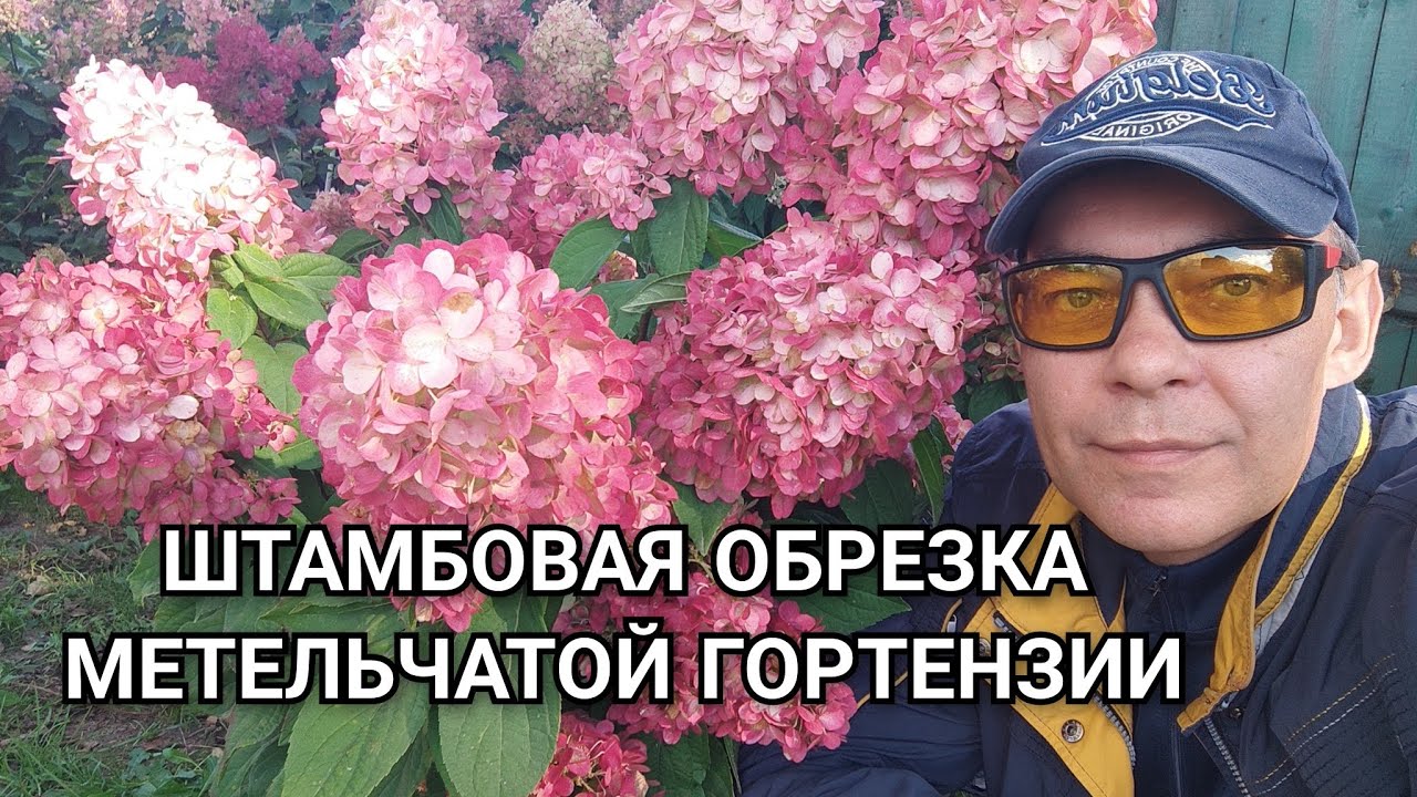 ЗАБУДЬТЕ ВСЁ что знали об обрезке метельчатых гортензий Штамбовая техника для новичков! #garden