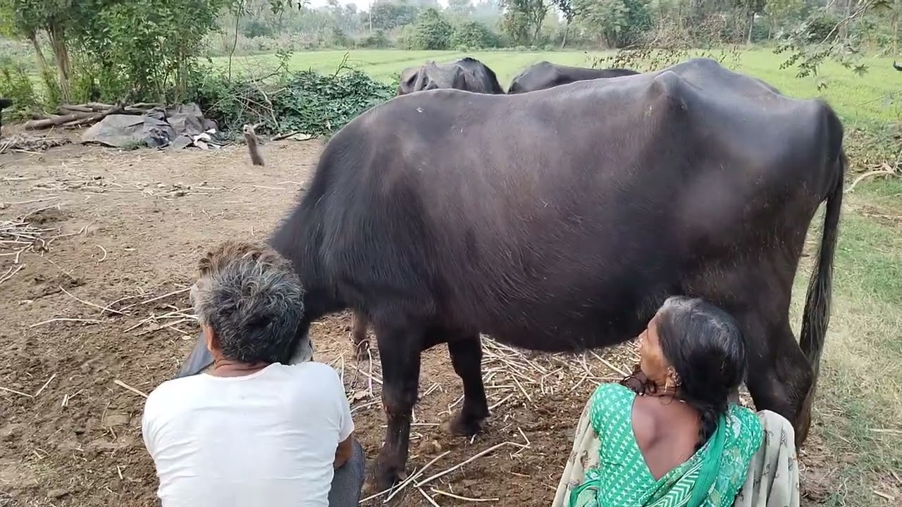 Buffalo milking video / live buffalo milking video 📷📸#buffalo #cow #gujarati #farming 