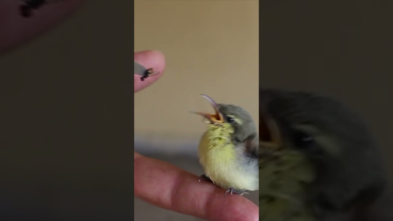 baby bird feeding with hand complete video @ 