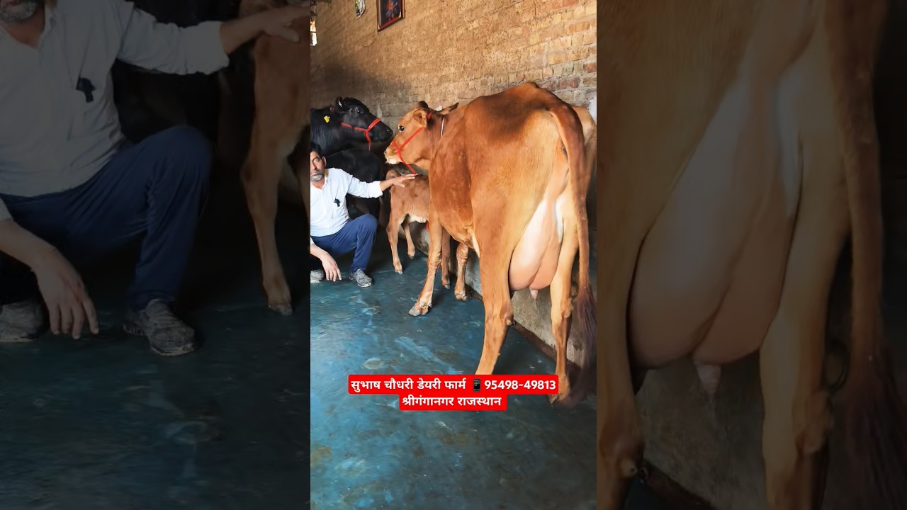 20 Letter Milk Reddy 👌 Top Class Sahiwal Jersey Cross Breed Cow For Sale #trending #cow #farm #top