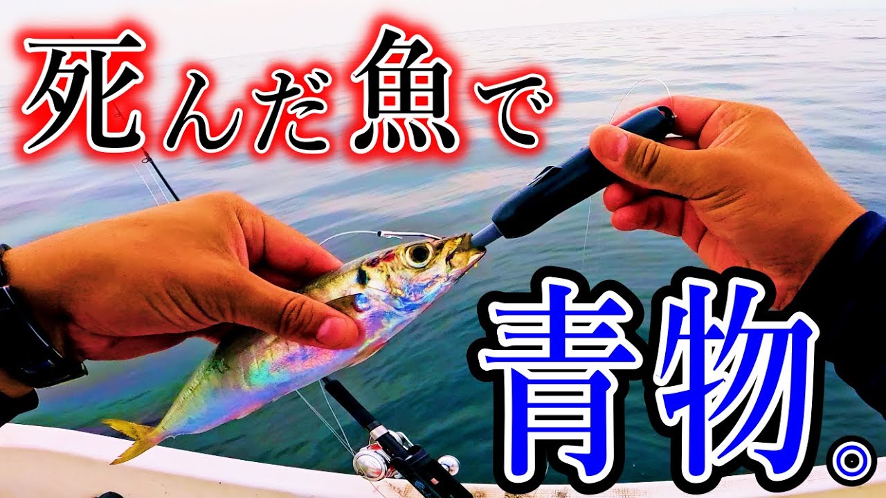 どうなる？死んだ魚を泳がせる機械で青物を狙ってみた。