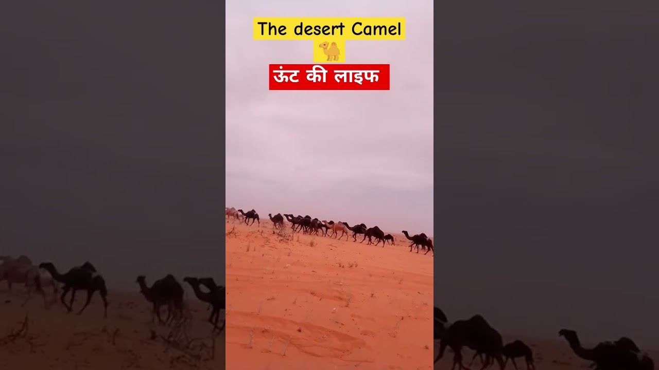 Desert life Camel 🐪|डेजर्ट में ऊंटों की लाइफ सऊदी अरब 