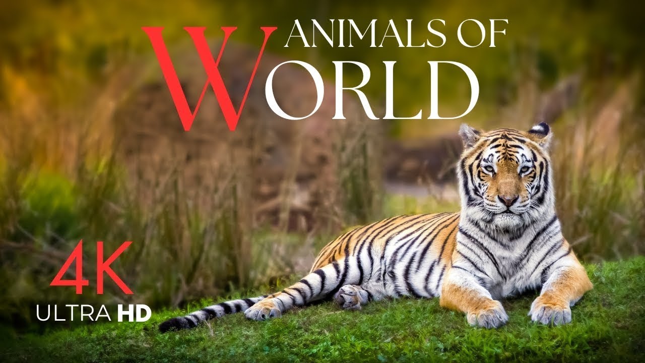 Animals of the World 4K | Incredible Wildlife Across 7 Continents